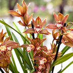 Cymbidium Claire - spektakularen hibrid