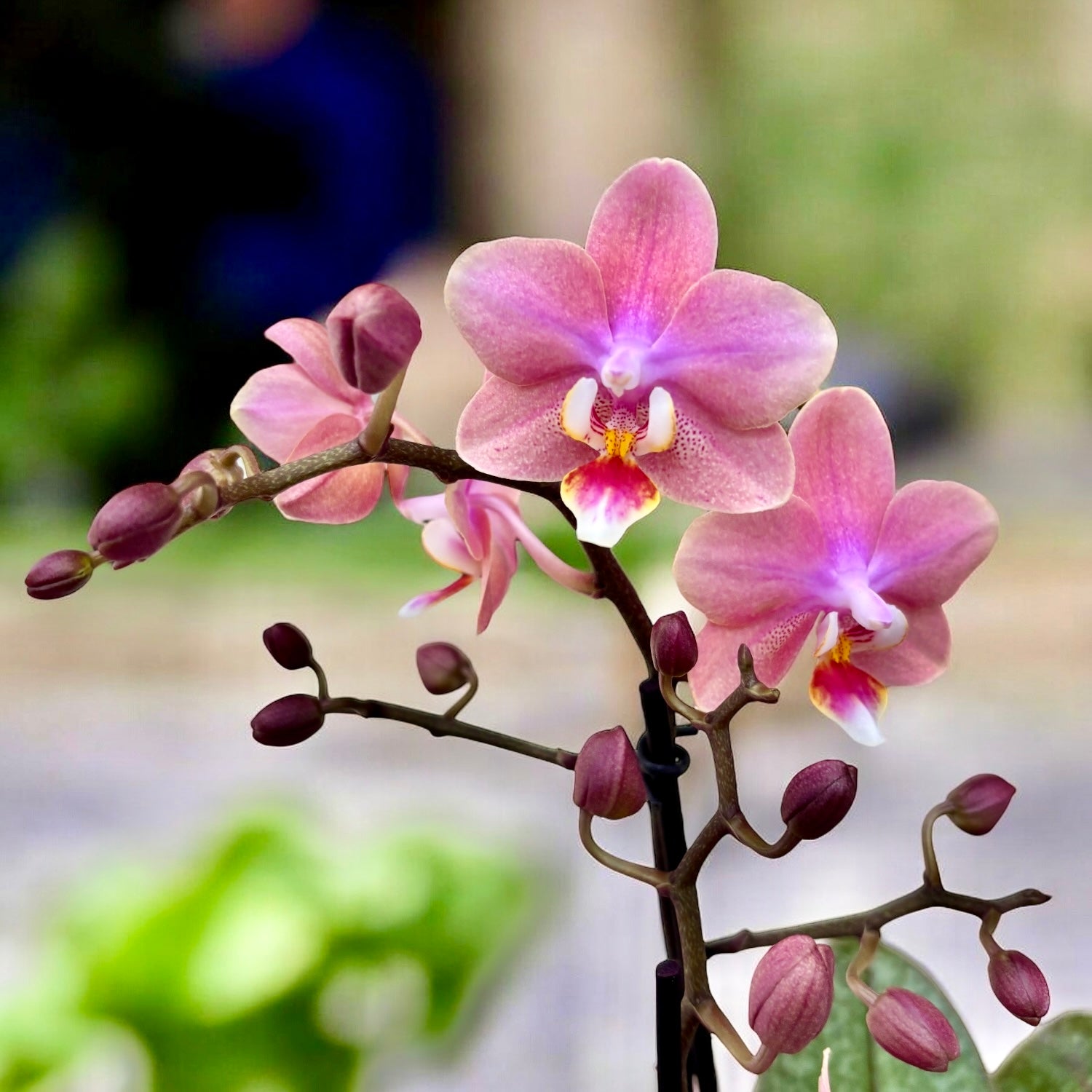 Phalaenopsis Odorion (Aromio Sweet) * intensely fragrant flowers