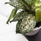 Dracaena Surculosa 'Florida Beauty'