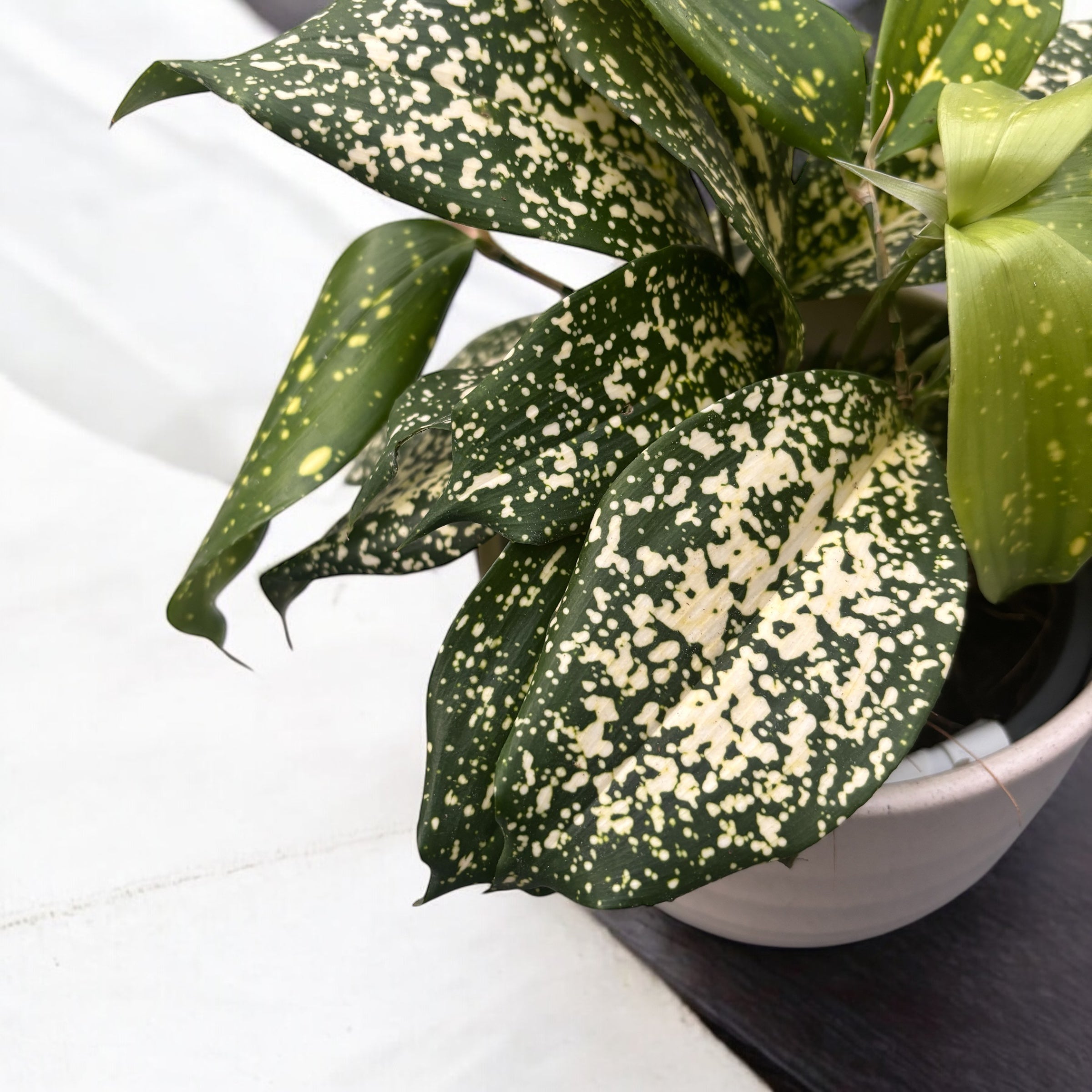 Dracaena Surculosa 'Florida Beauty'