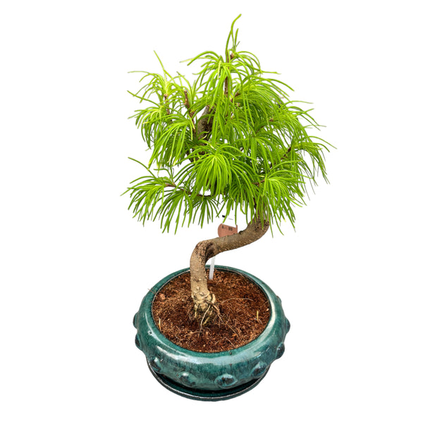 Bonsai Metasequoia (Forma S)
