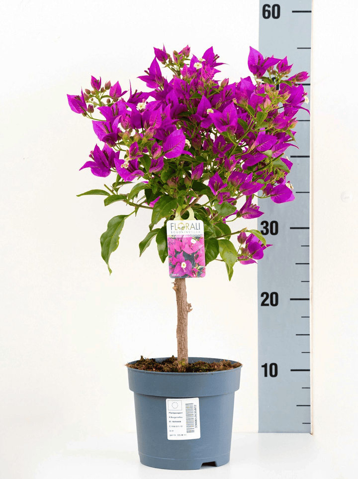 Bougainvillea 'Elisabeth Angus' (Sabina)