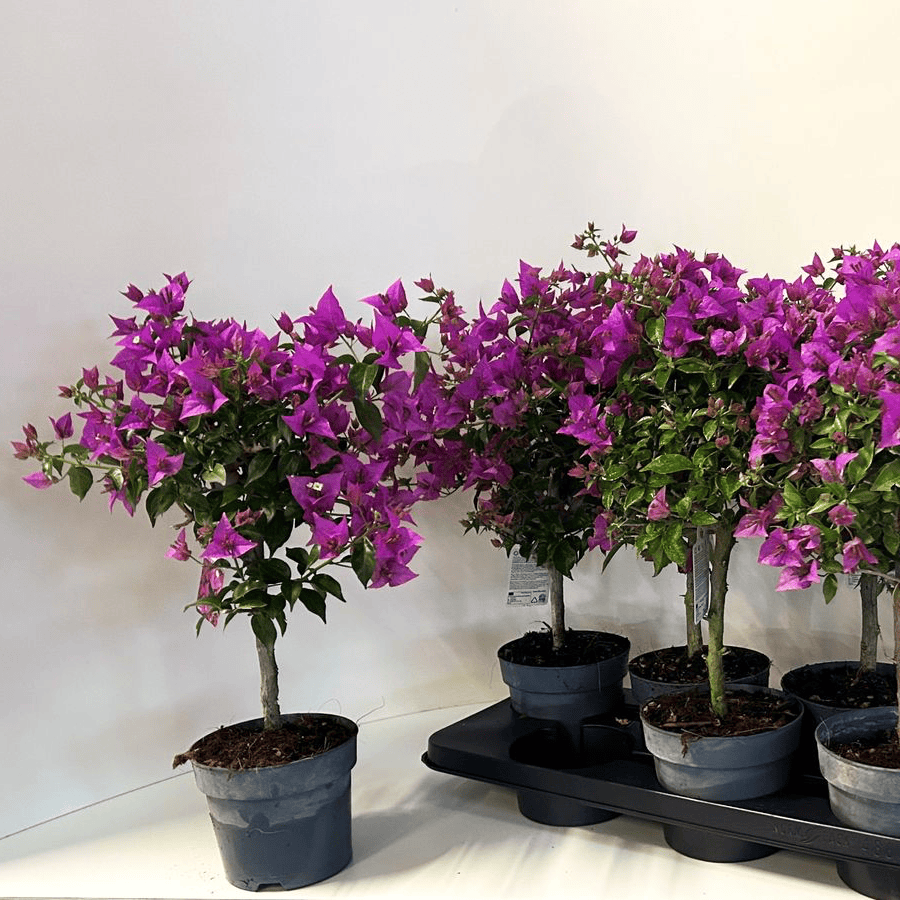 Bougainvillier 'Elisabeth Angus' (Sabina) - fleur de papier rose, sur tige