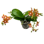 Phalaenopsis Table Masterpiece D12 (fragrant flowers)