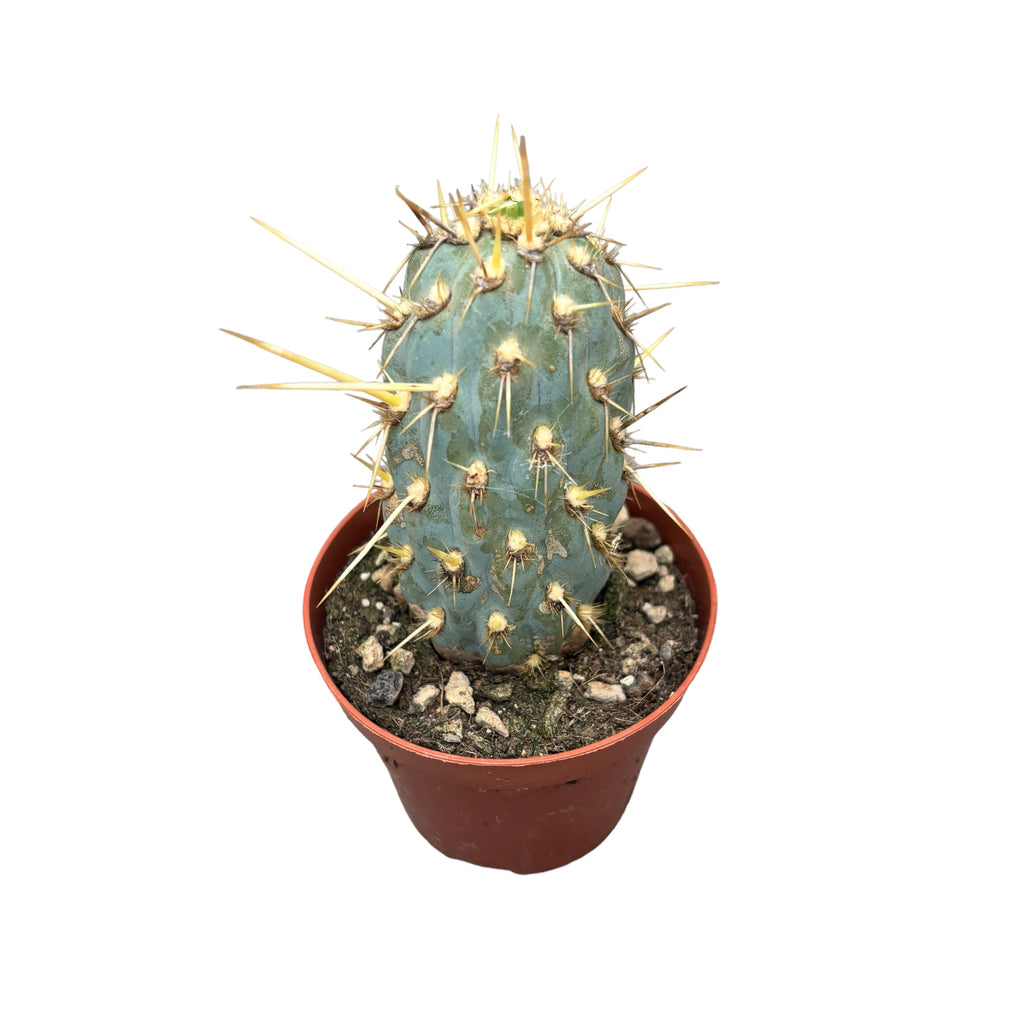 Cylindropuntia Miquelli
