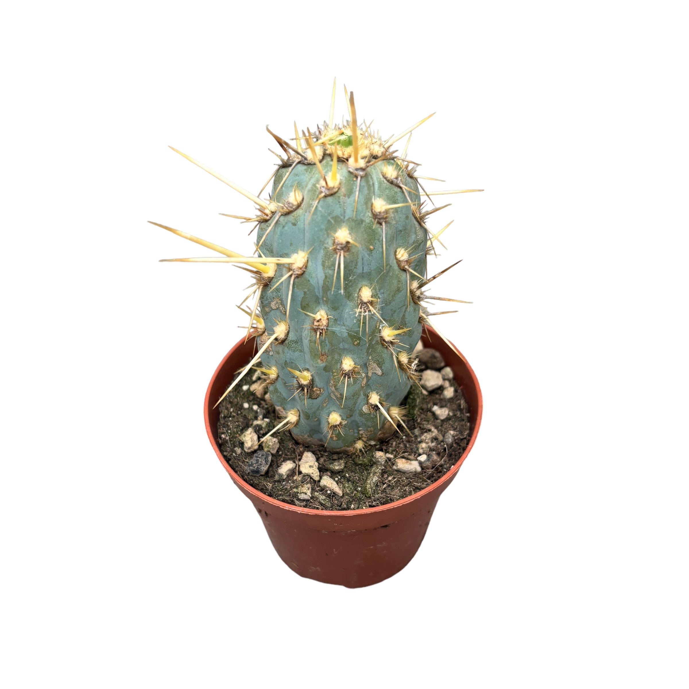 Cylindropuntia Miquelli