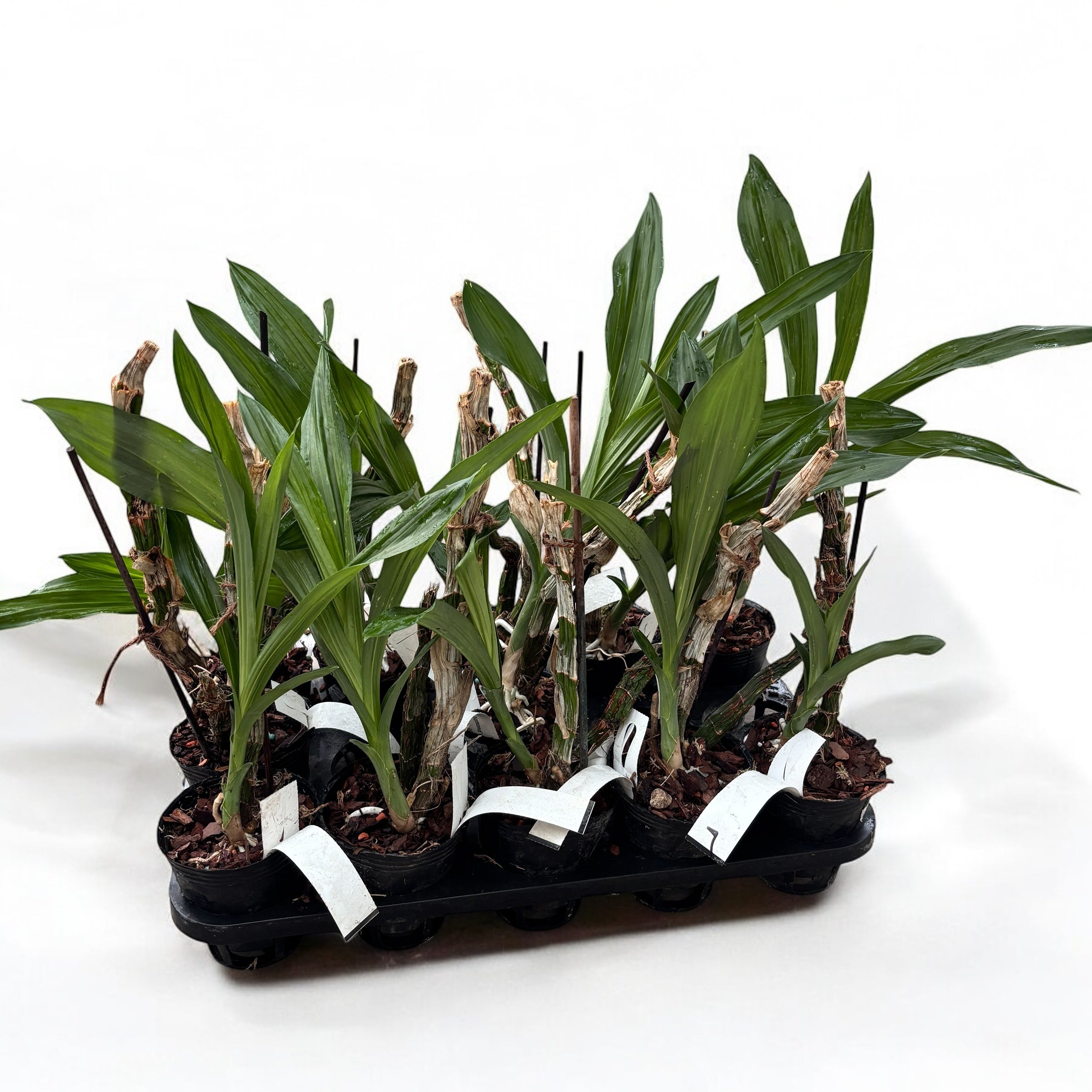 Catasetum Orchidglade 'Jack of Diamond'