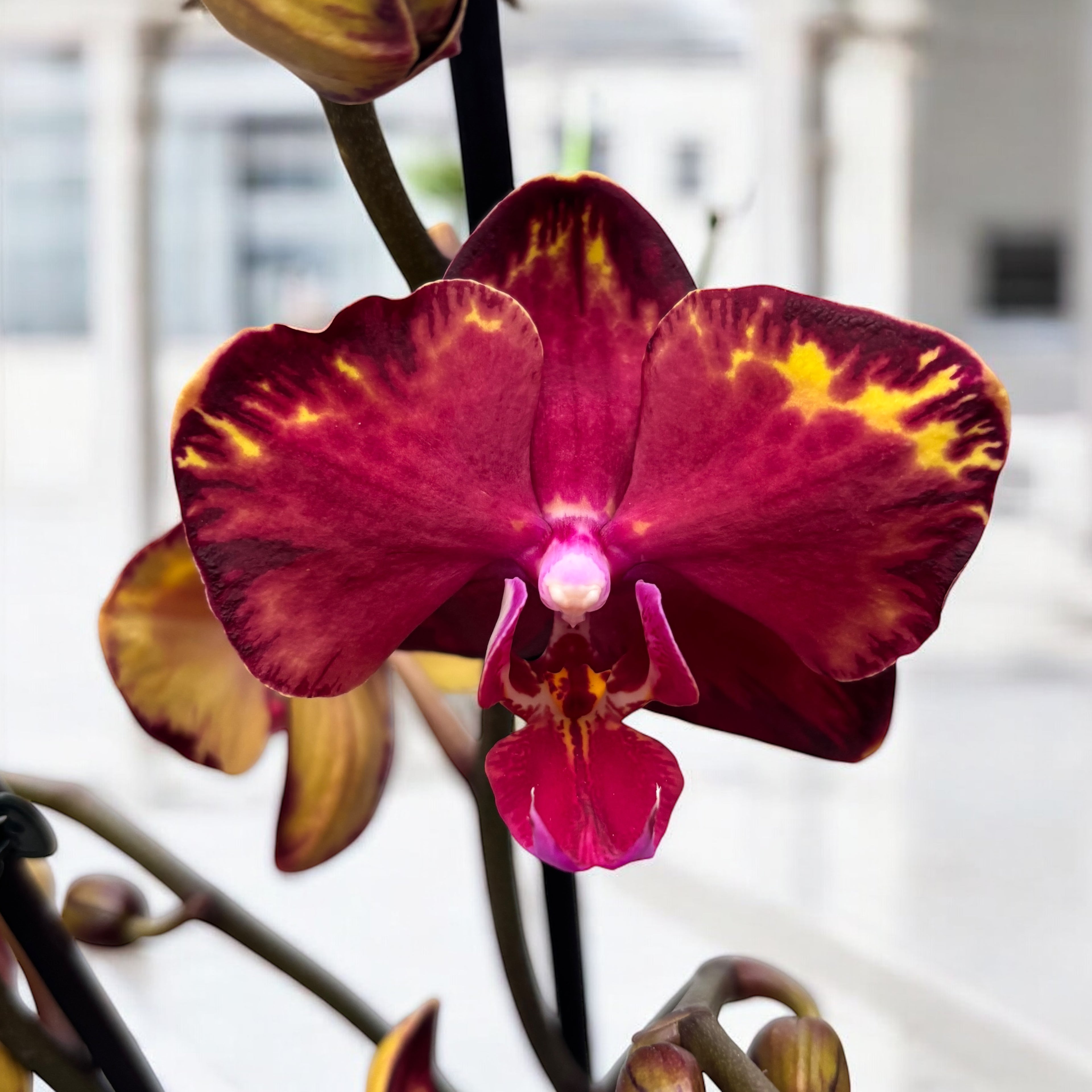 Phalaenopsis Rêve de Feu