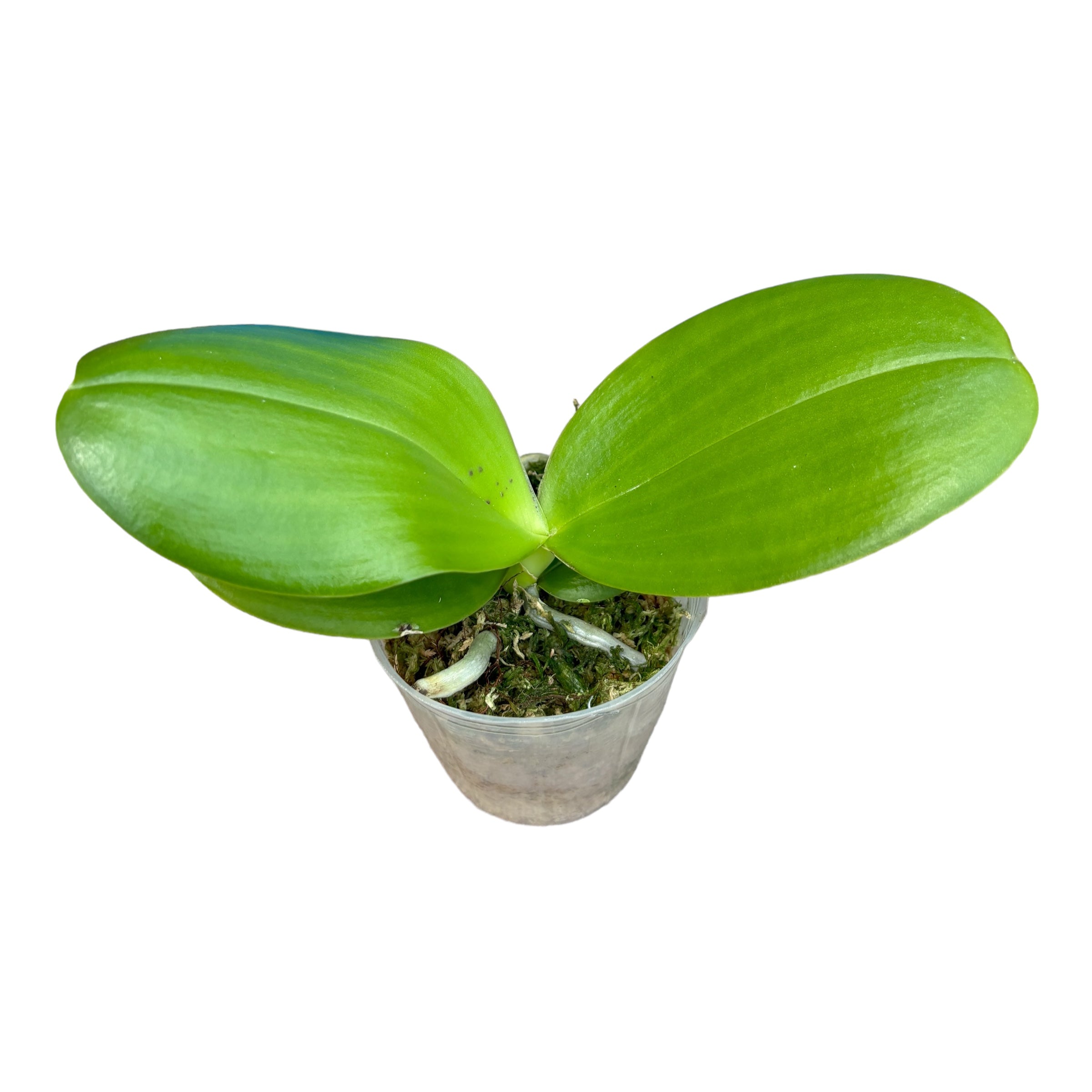 Phalaenopsis Mituo King 'ES' (peloric) intens parfumat