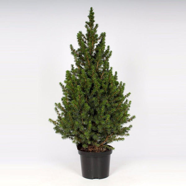Picea Glauca Conica H110 cm - potted Christmas tree