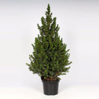 Picea Glauca Conica H100-110 cm - vánoční stromek v květináči
