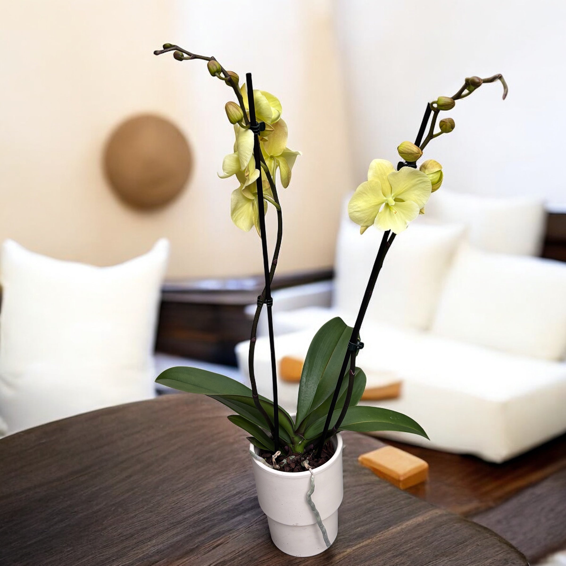 Phalaenopsis Limited #116 Big lip