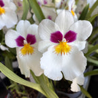Miltoniopsis Herr Alexander - dišeča