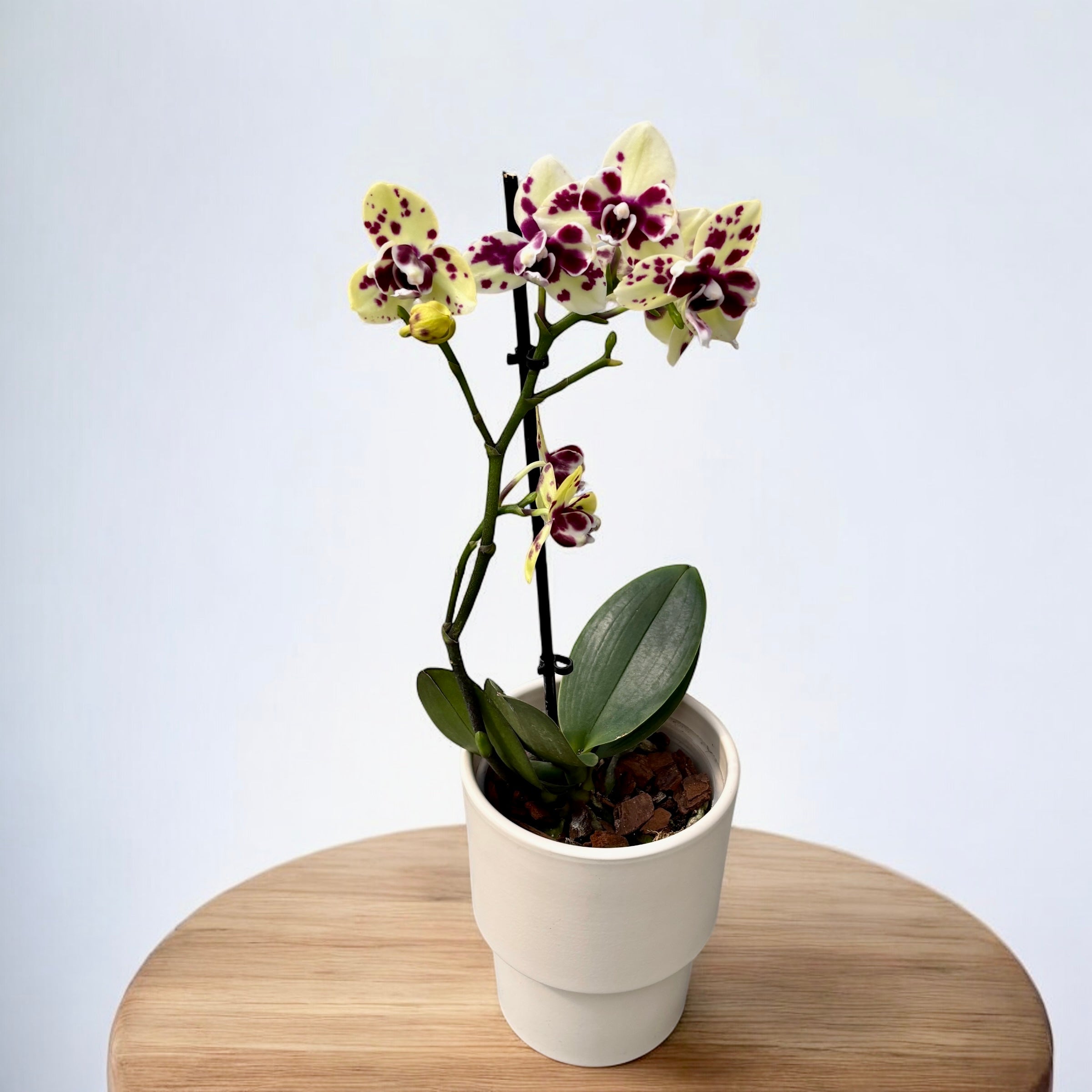Phalaenopsis pelorique (Papillon) - unique