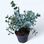 Eucalipt - Eucalyptus gunnii D16