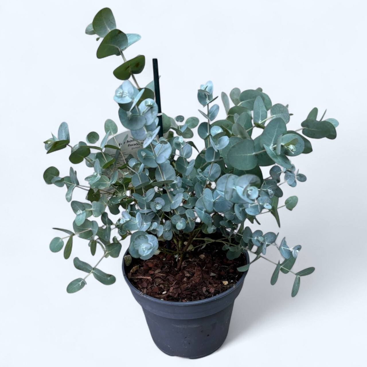 Eucalipt - Eucalyptus gunnii D16