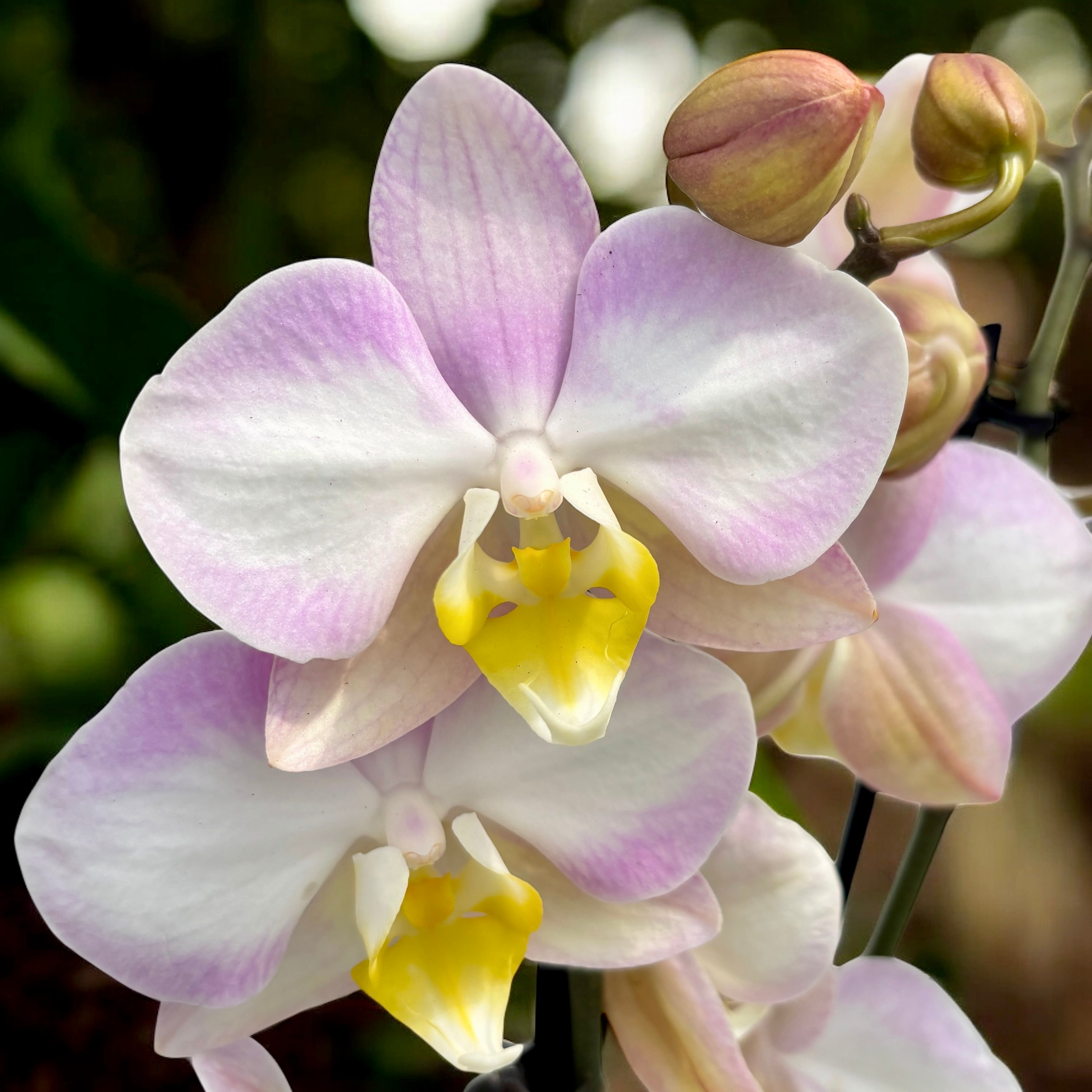 Phalaenopsis Raiponce