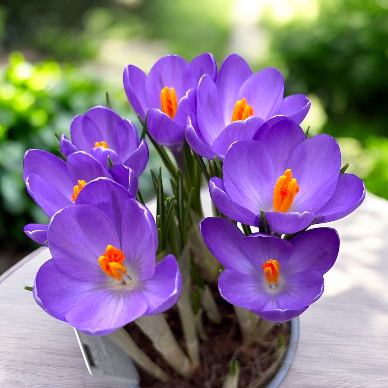 Crocus vernus 'Aqua' in ghiveci (branduse cu floarea mare)