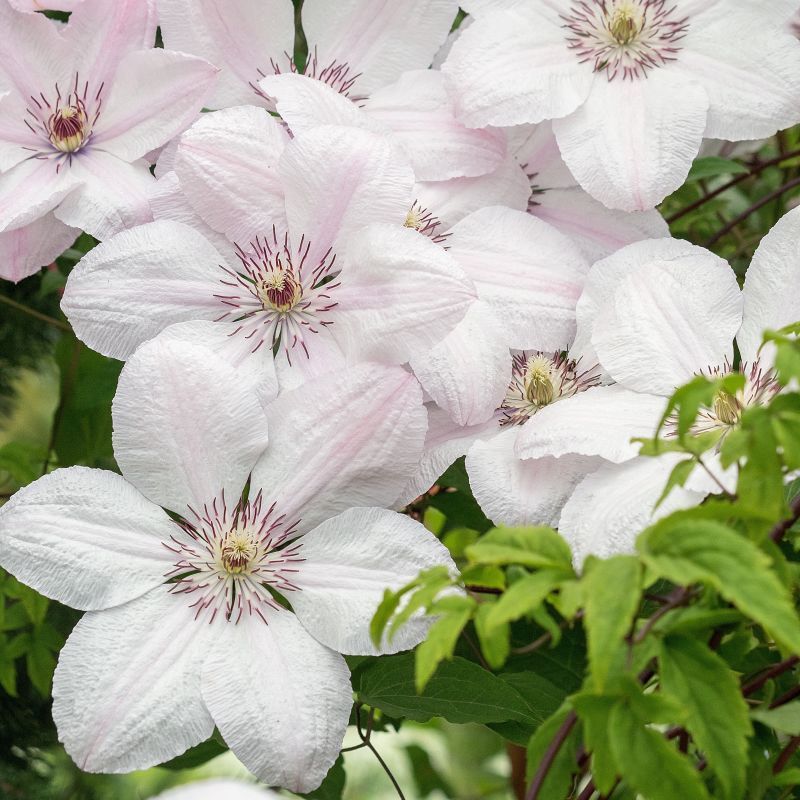 Clematite cu flori XL - Clematis 'John Paul II' (Late Large-flowered Group)