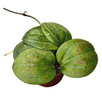 Hoya latifolia sp. ‘Sarawak’ (fleur crème) D12