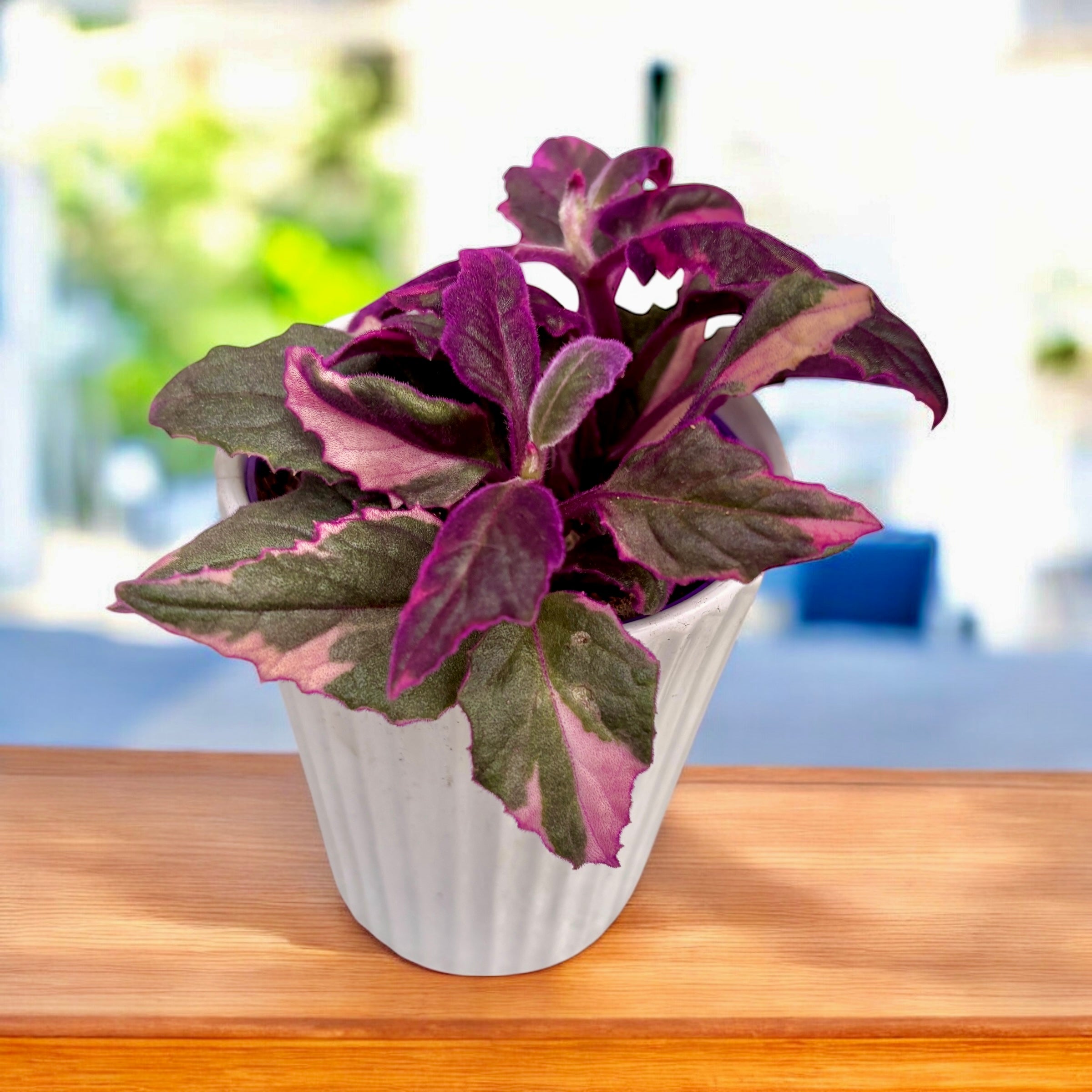 Gynura aurantiaca 'Variegata' D7 (2-3 rastline/vrč)