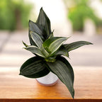 Sansevieria Hahnii 'Diamond’ D6