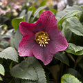 Helleborus orientalis ‘Viv Victoria’ (Spanz) - exemplaires XL