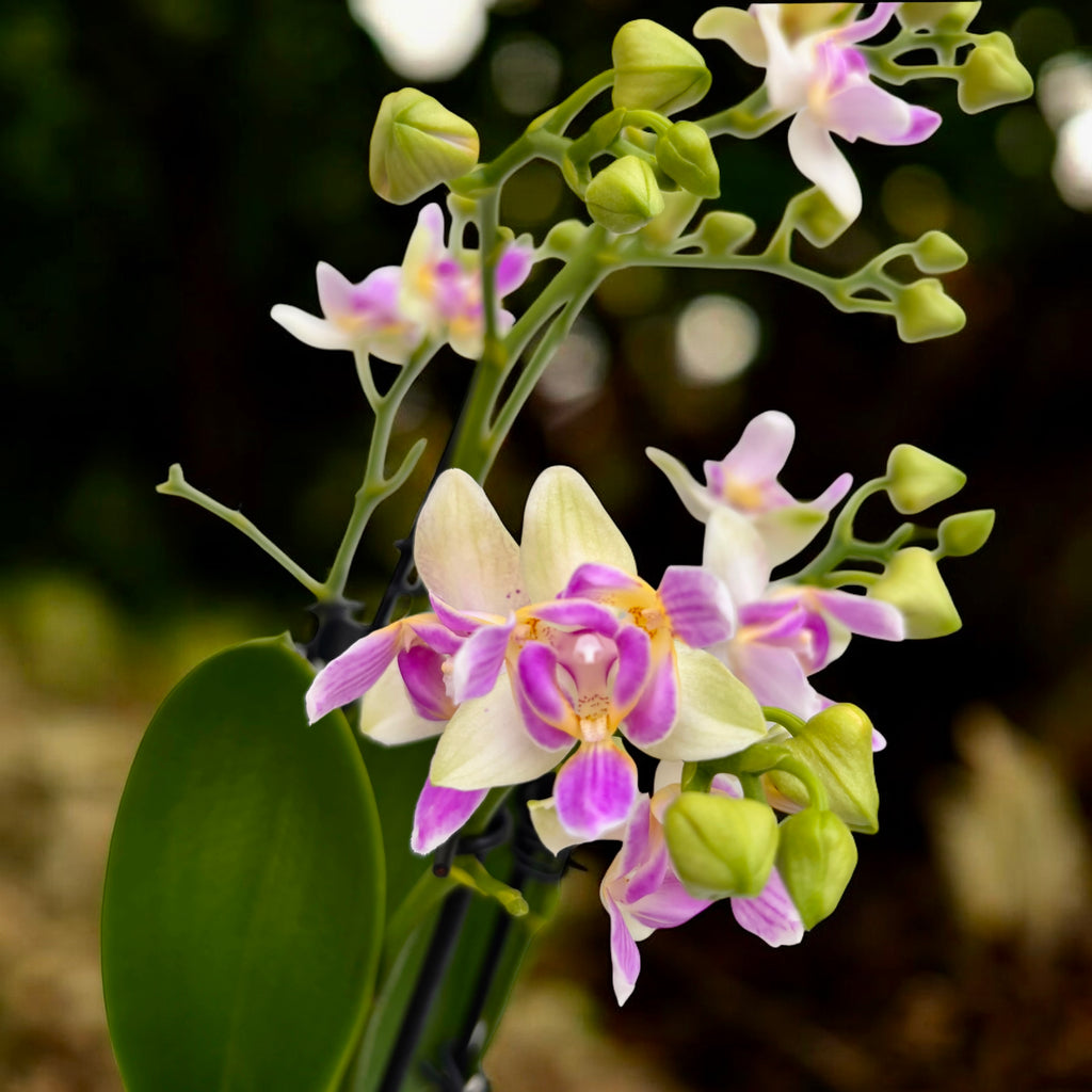 Phalaenopsis Blossom Bliss (flori pelorice)