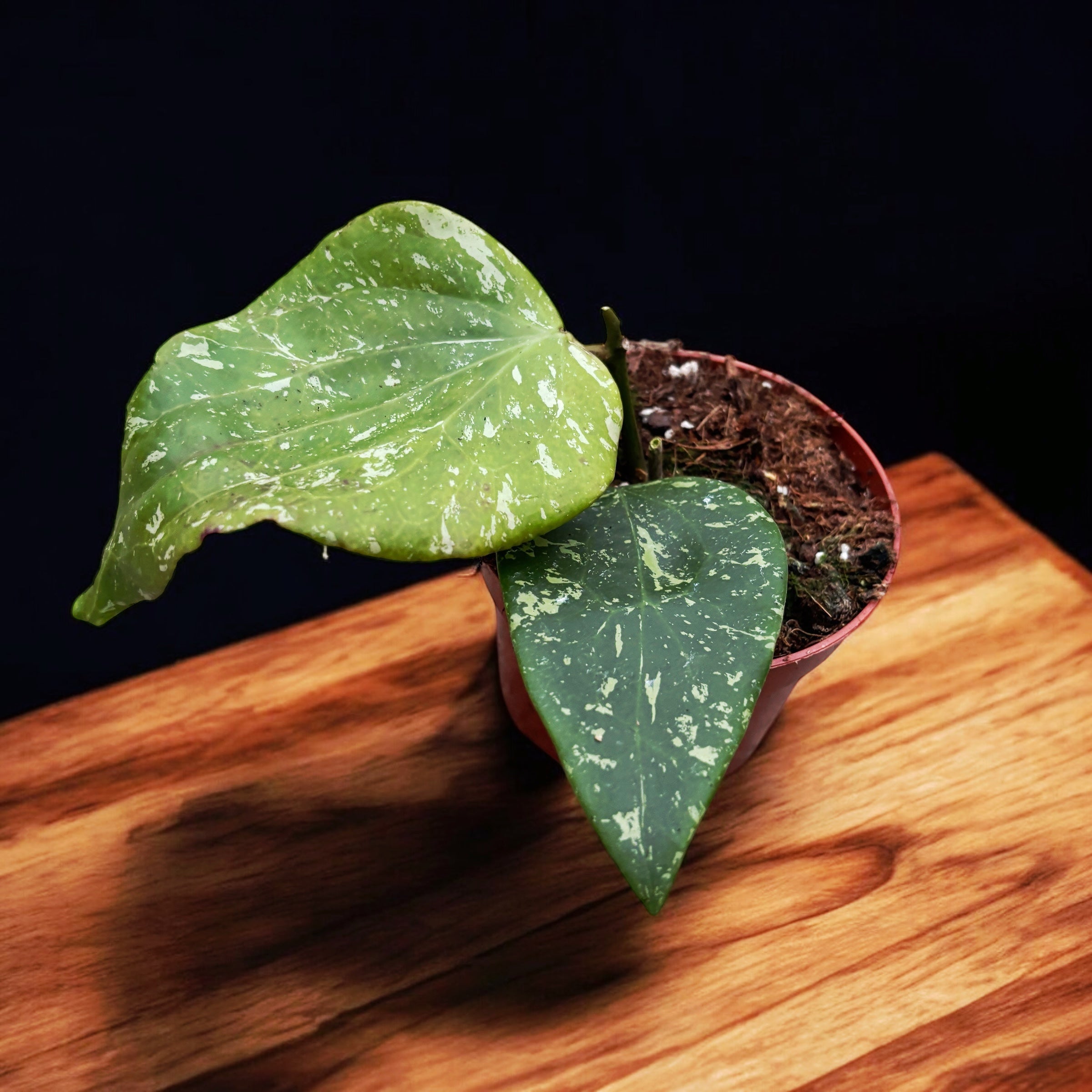 Hoya sp. Padang Sidempuan - frunze uriase