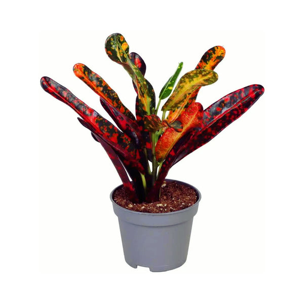 Croton Codiaeum 'Red Batik' (Babypflanze)