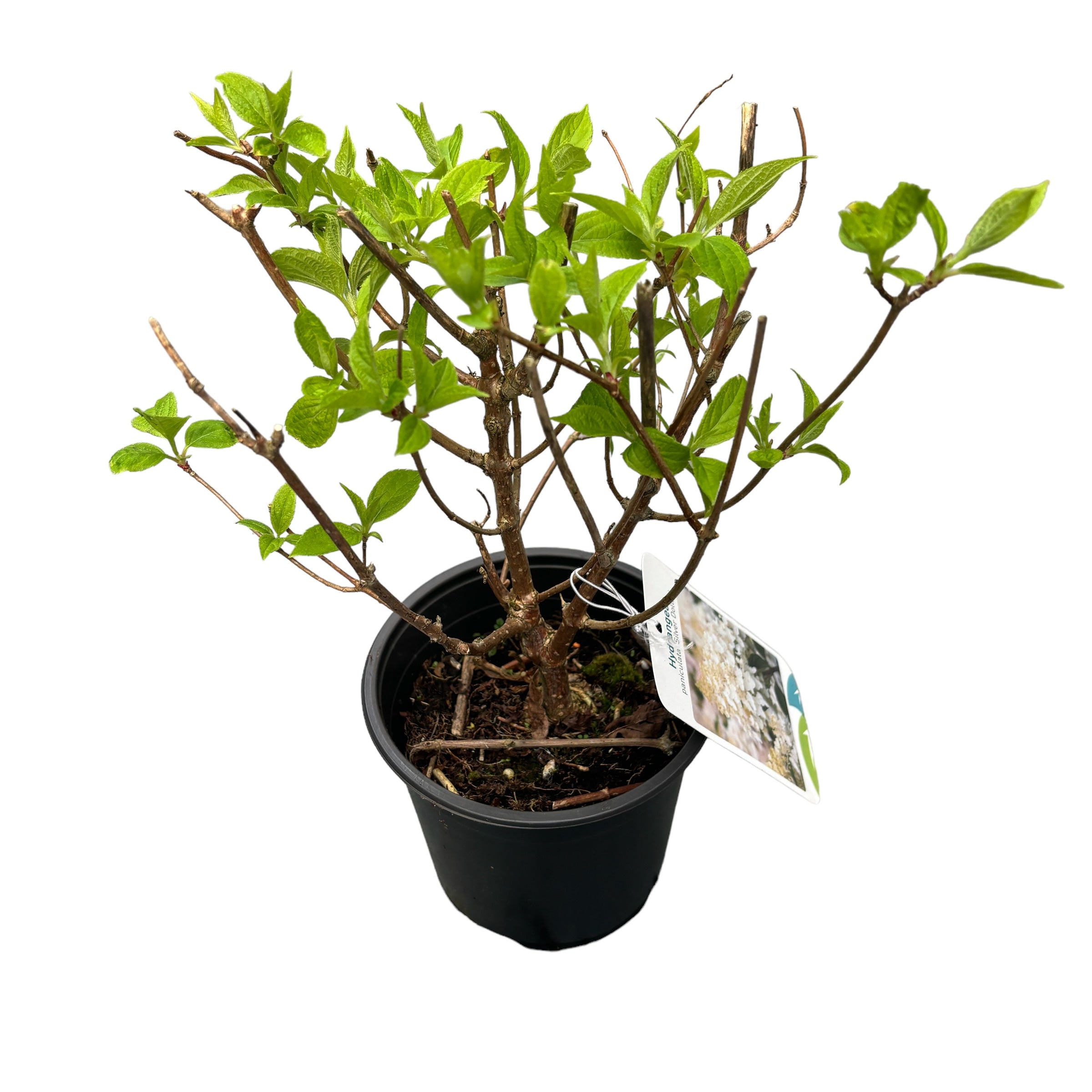 Hortensie arbustiva - Hydrangea paniculata 'Silver Dollar'