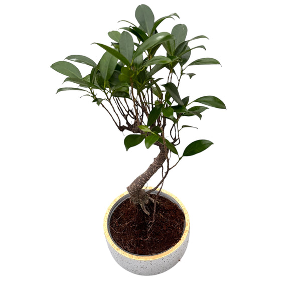 Bonsai Ficus Retusa forma S