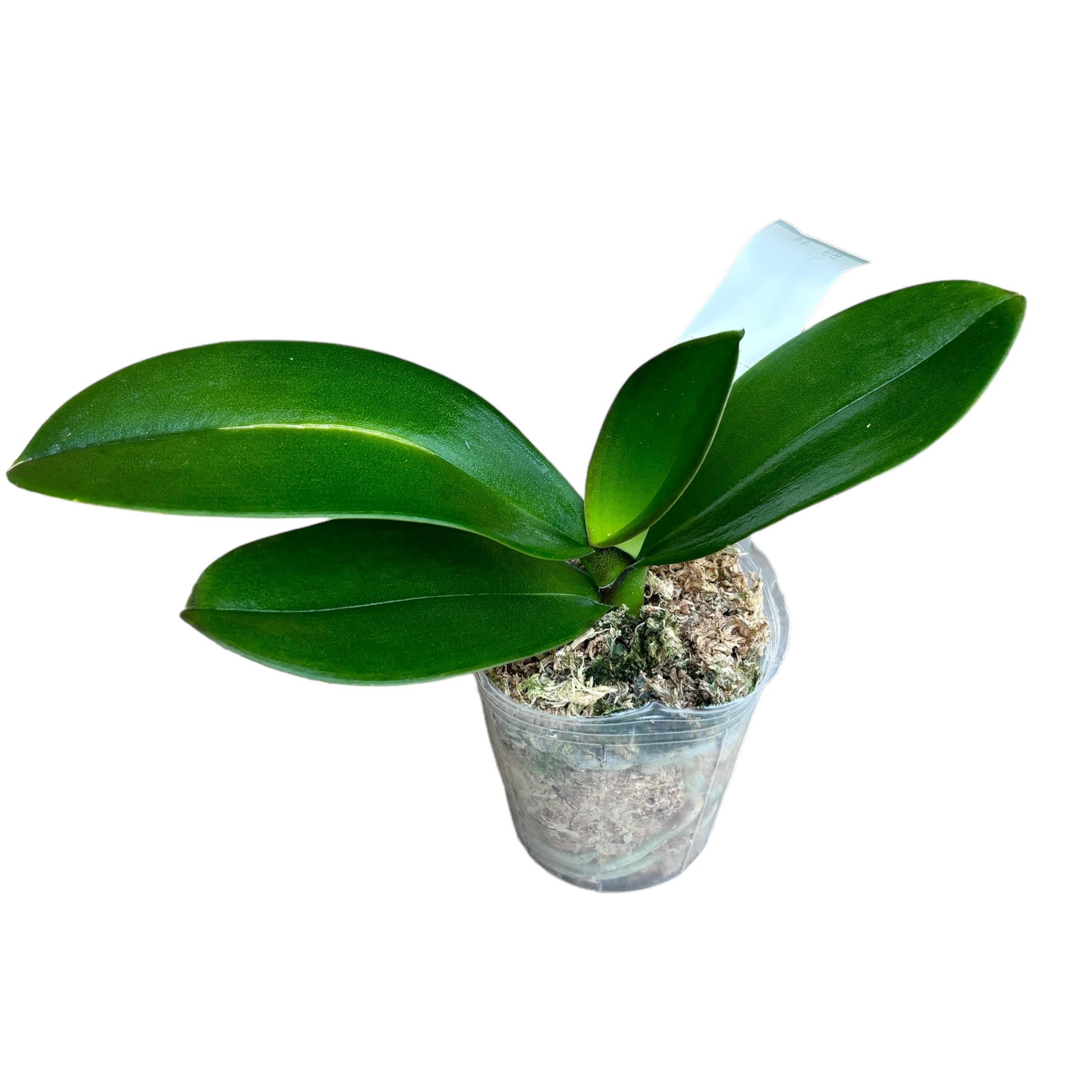 Phalaenopsis Miki Crown '16' SM/TOGA