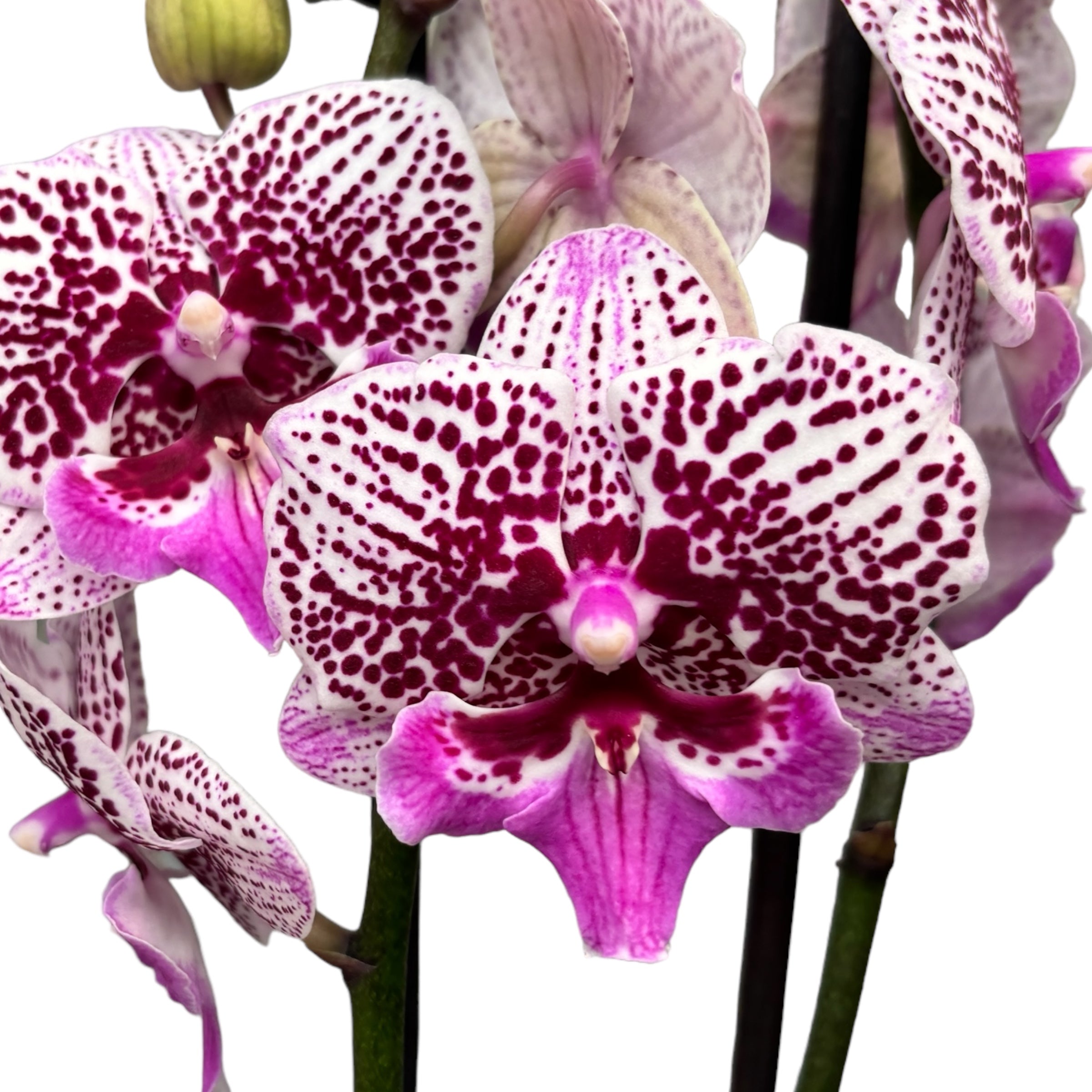 Phalaenopsis Limited #54 big lip