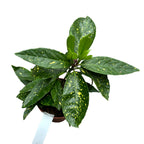 Aucuba japonica 'Variegata' (Goldbaum)