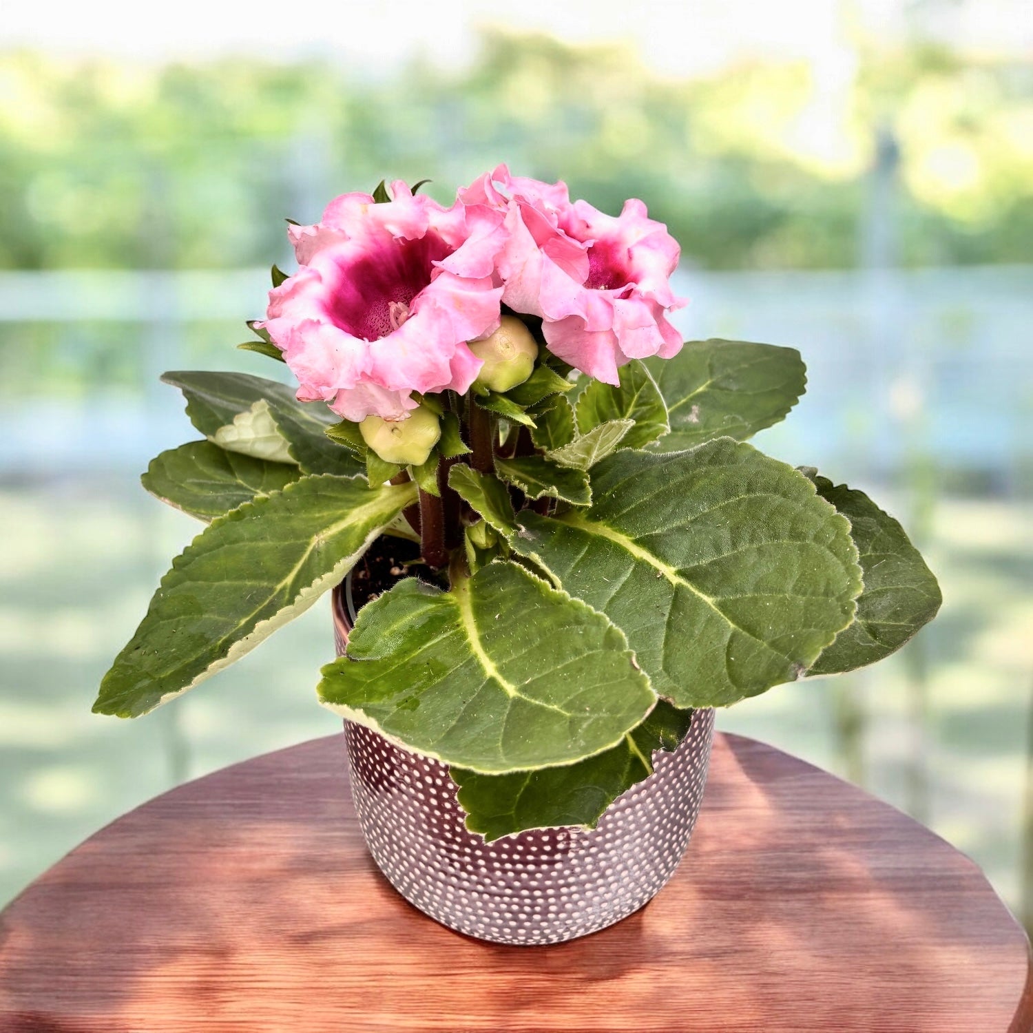 Sinningia 'Avanti Pink' (Gloxinia Sonata)