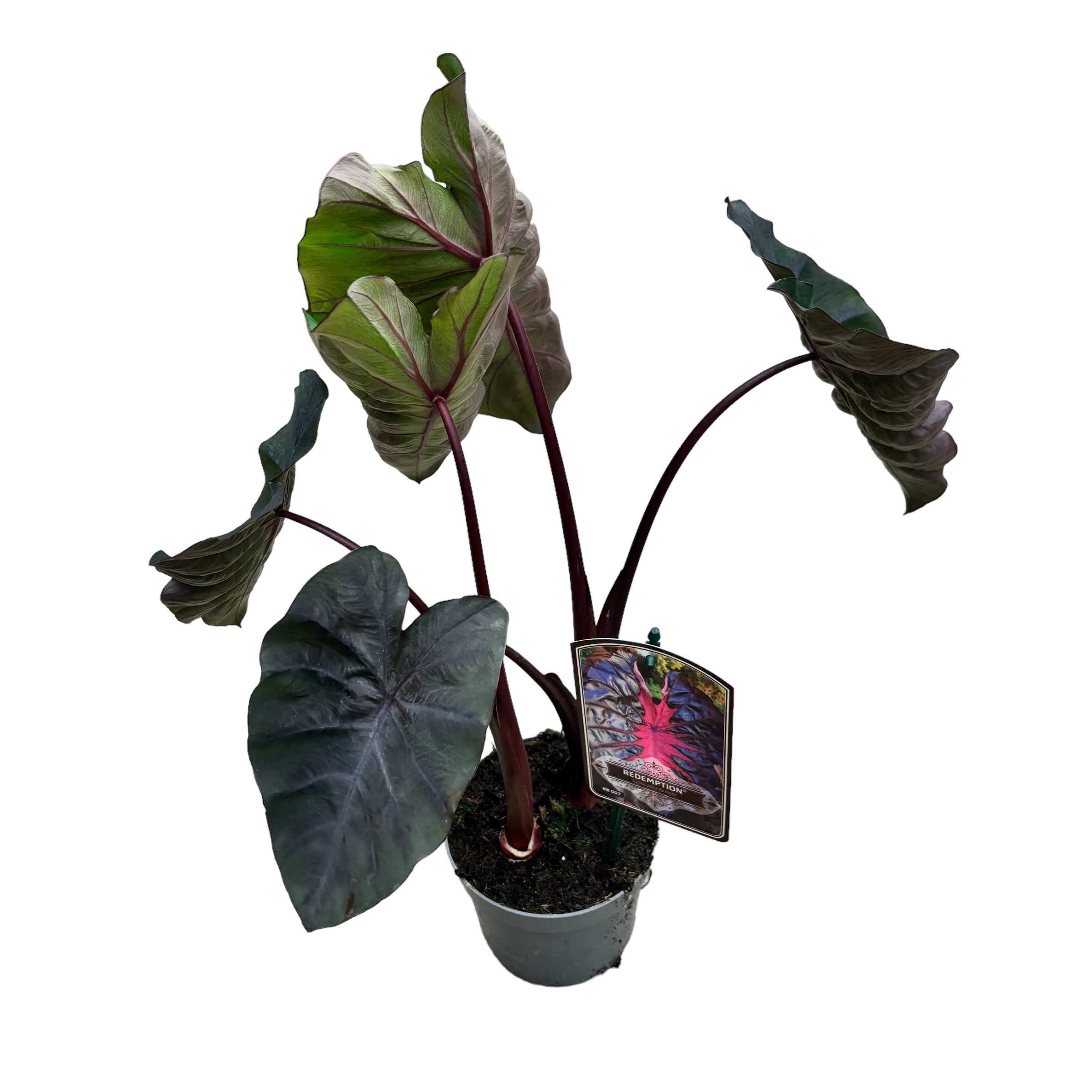 Colocasia esculenta 'Redemption' (2 plante/ghiveci)