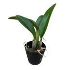 Cattleya Sea Breeze 'Blue Ribbon' HCC/AOS illatos