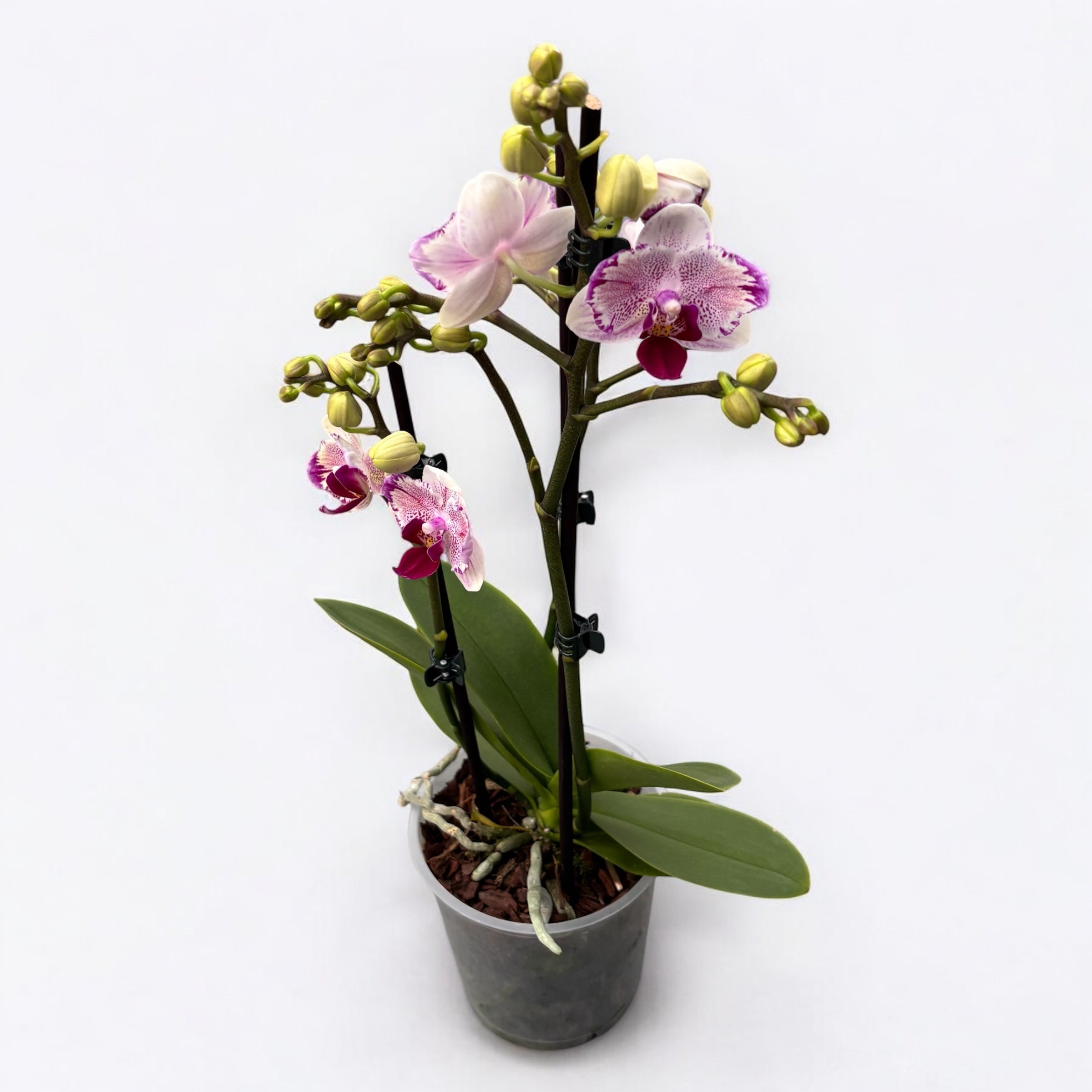 Phalaenopsis Miki Pink Angel  - peloric Butterfly