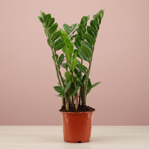 zamioculcas money tree Zamioculcas eternal plant (Golden money plant) – Secret Garden Plant Shop