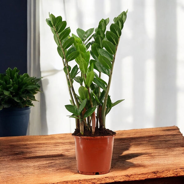 Zamioculcas planta eterna (Golden money plant)