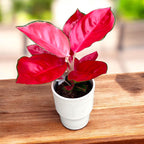 Aglaonema ‘China Red’ – planta exotica cu frunzis vibrant