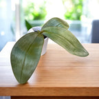 Phalaenopsis Gretchen (gigantea x stuartiana) - silver leaves