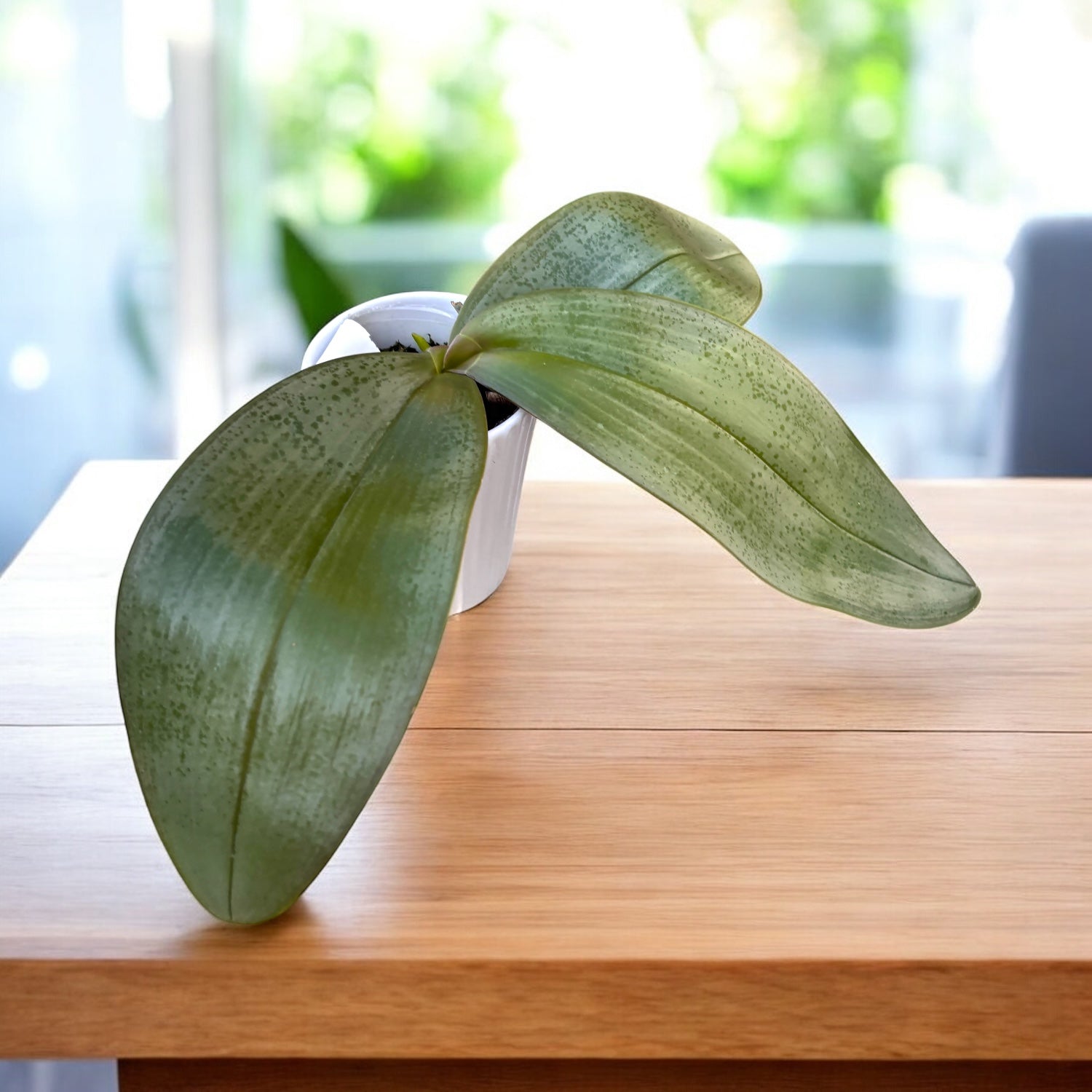 Phalaenopsis Gretchen (gigantea x stuartiana) - silver leaves