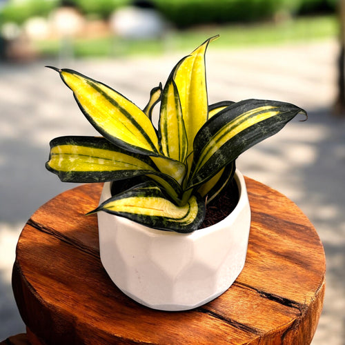 curly sansevieria Sansevieria Hahnii 'Curly Galaxy' – Secret Garden Plant Shop