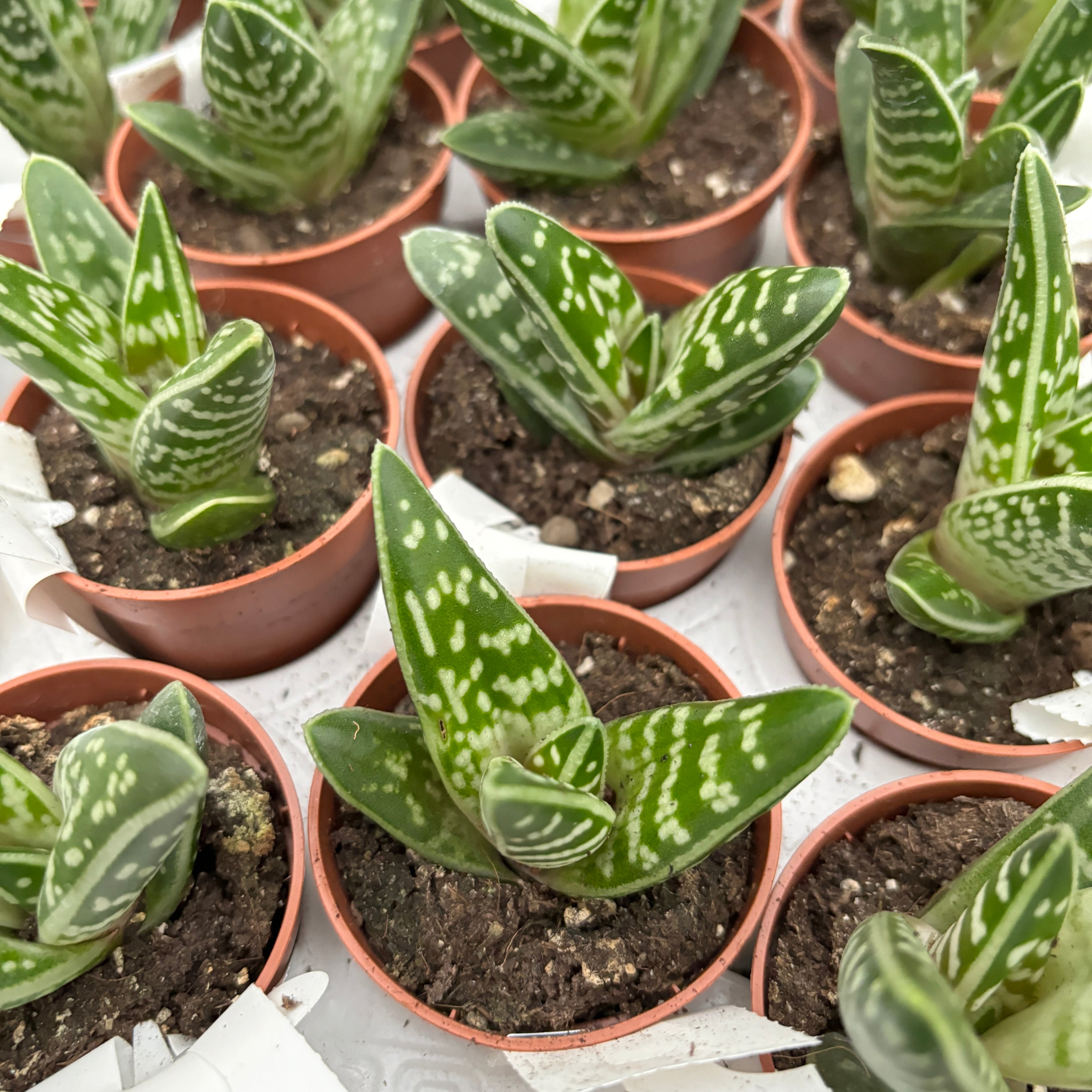 Aloe variegata
