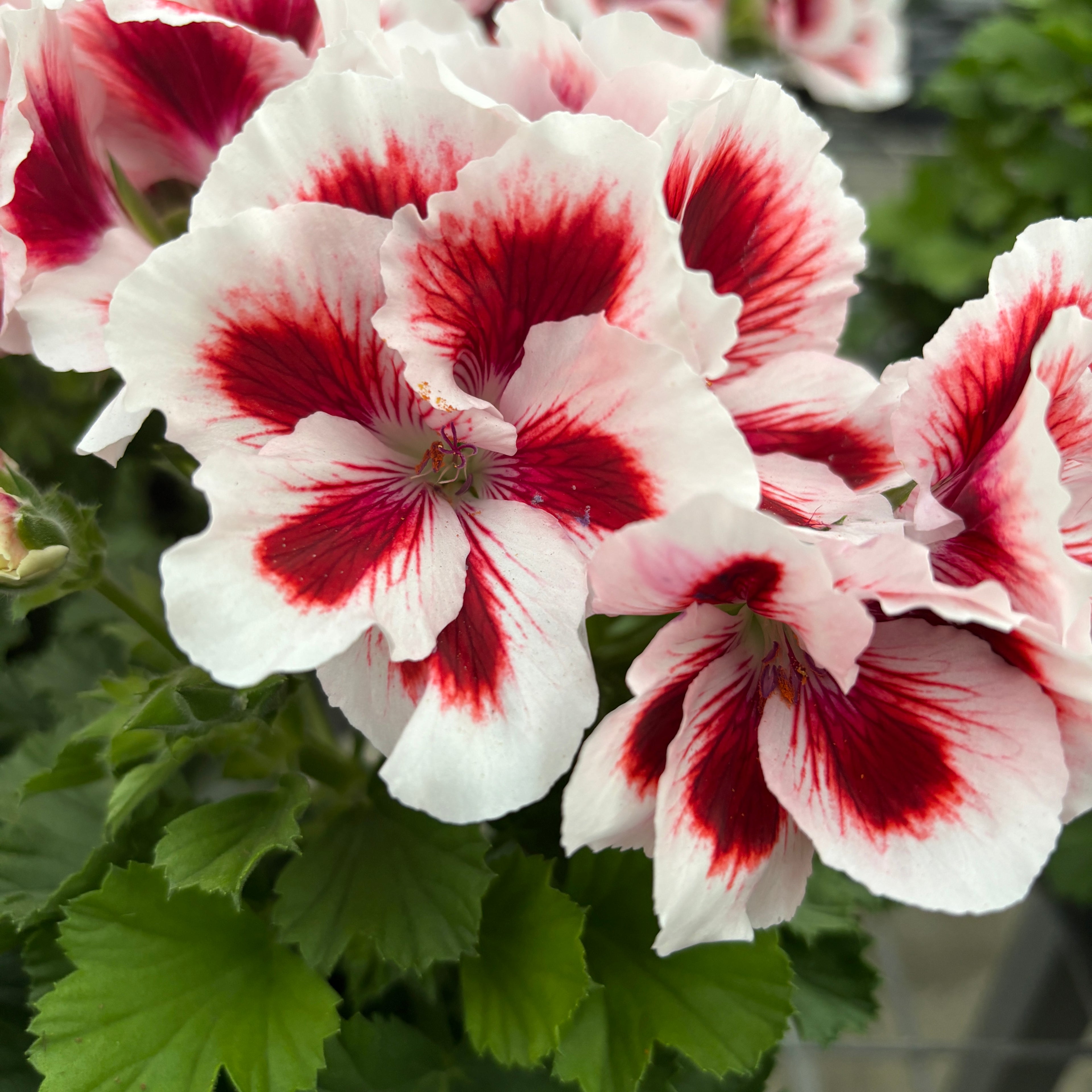 Pelargonium grandiflorum 'Don Delgado' (muscate englezesti)
