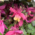 Aquilegia caerulea Pink (caldarusa de munte roz)