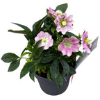 Helleborus orientalis 'Hello Amber' (Spanz cu flori duble)