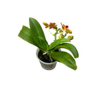 Phalaenopsis mini Πορτοκαλί - αρωματικά λουλούδια